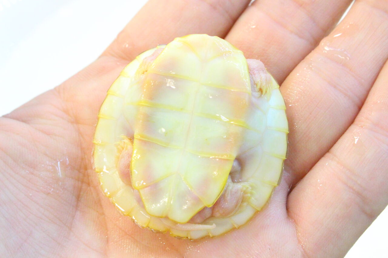 新入荷 アカミミガメ スノー ピンクキャラメルアルビノ 爬虫類クラブj 横須賀店ブログ