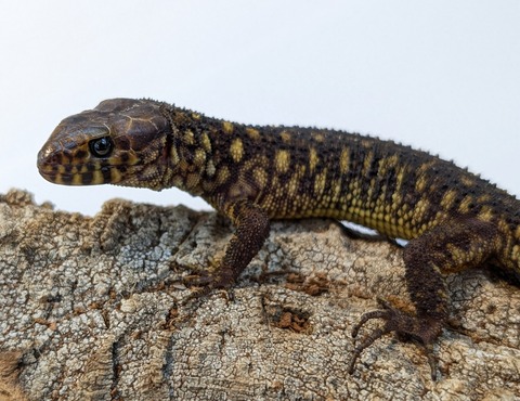 PXL_20250622_114437723~2