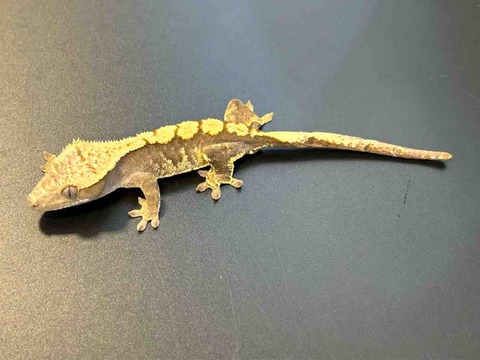 FullSizeRender