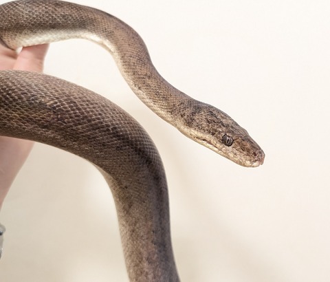 PXL_20260126_053224424~2