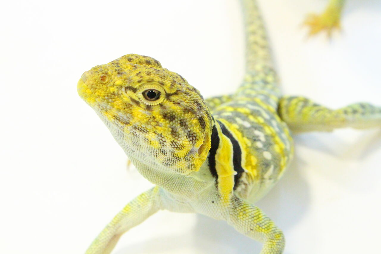 新入荷 テイラーカワリアガマ ブラック ホワイトテグー クビワトカゲ 爬虫類クラブj 横須賀店ブログ
