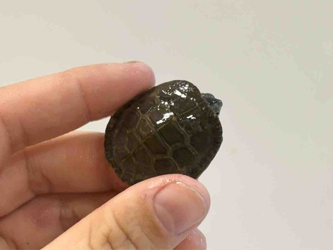 FullSizeRender