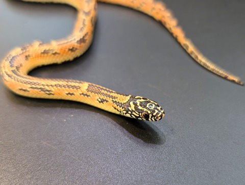 PXL_20241218_111138770~2