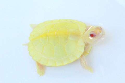 新入荷 スノーアカミミガメ アルビノニシキマゲクビガメ 爬虫類クラブj 横須賀店ブログ