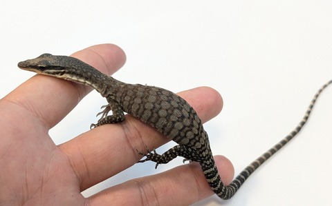 PXL_20260128_081542533~2