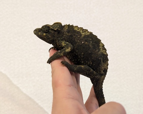 PXL_20260129_070211273~3