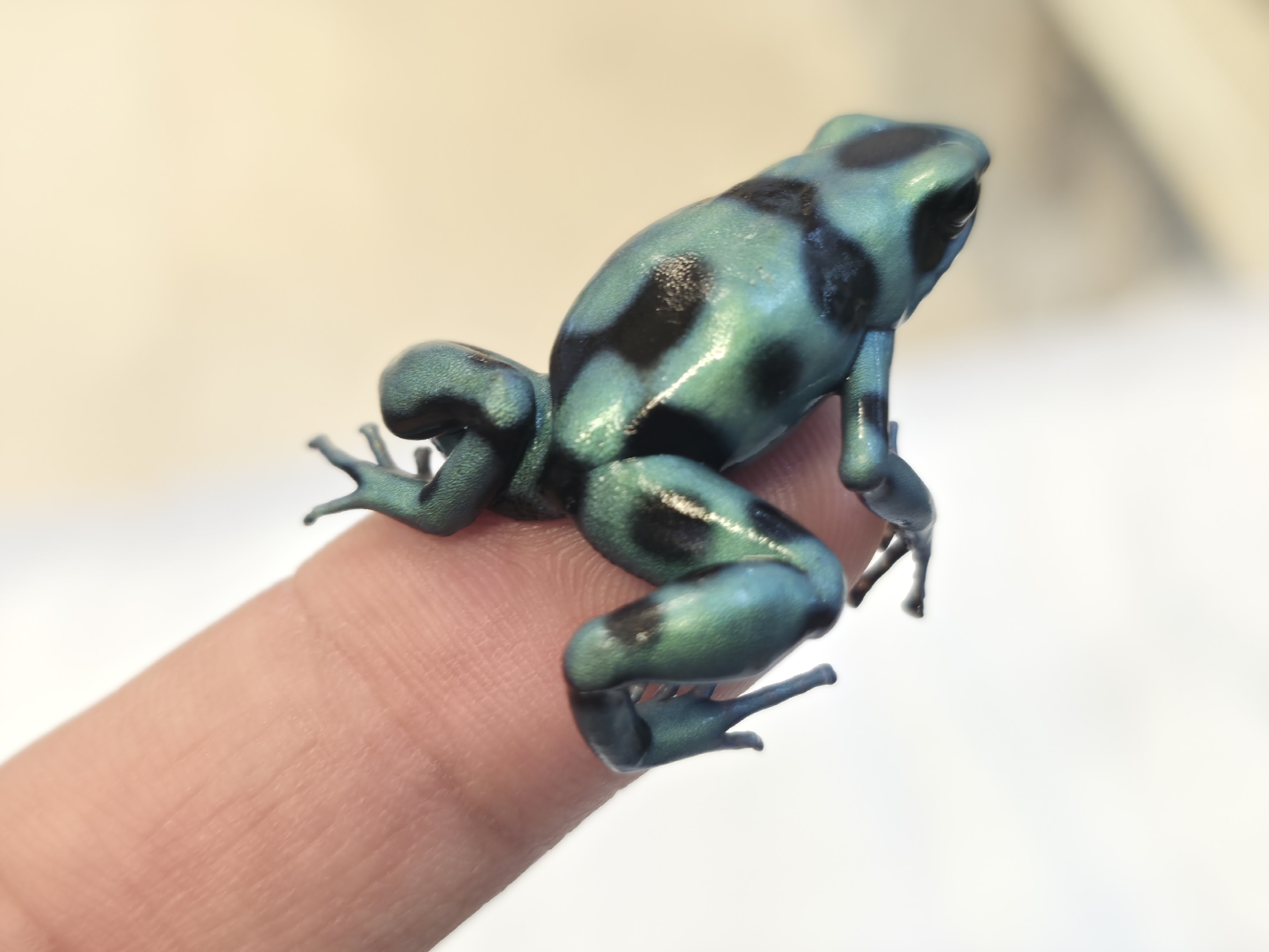 新入荷:ヤドクガエル&在庫紹介！！】 : 爬虫類クラブJ 横須賀店ブログ