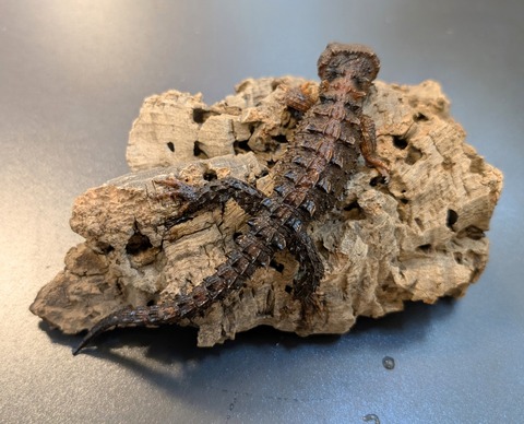 PXL_20250130_090425932~2