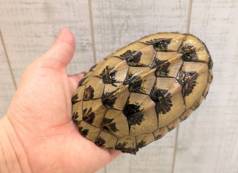 PXL_20250502_105937730~2