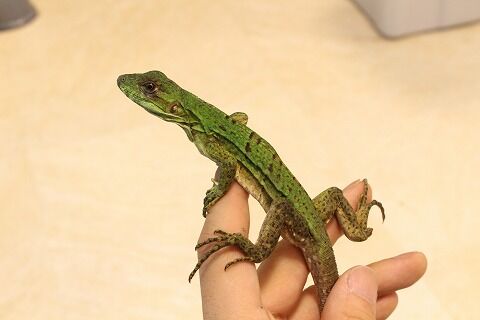 新入荷 トゲオイグアナ イロワケヤモリetc 爬虫類クラブj 横須賀店ブログ 新入荷 トゲオイグアナ イロワケヤモリetc 爬虫類クラブj 横須賀店ブログ