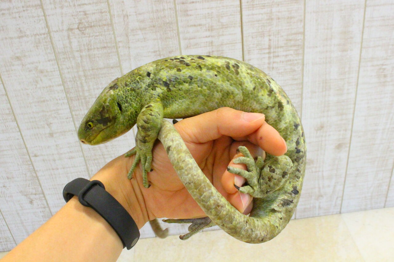 新入荷 オマキトカゲ ジャクソンカメレオン リクガメなどなど 爬虫類クラブj 横須賀店ブログ