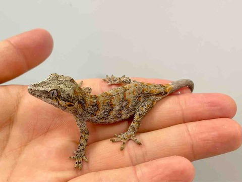 FullSizeRender