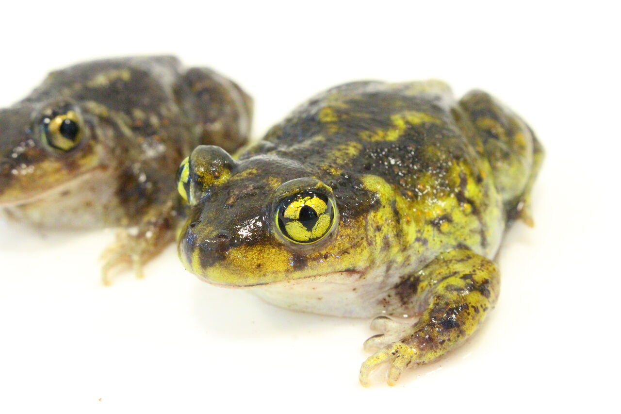 新入荷 両生類 ミステリオサス カンムリアマガエルetc 爬虫類クラブj 横須賀店ブログ 新入荷 両生類 ミステリオサス カンムリアマガエルetc 爬虫類クラブj 横須賀店ブログ