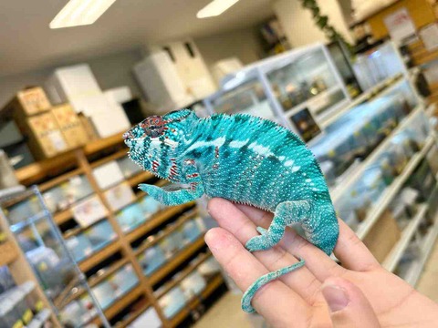 FullSizeRender