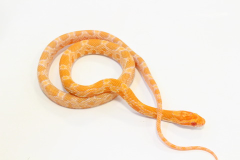 オススメ生体 コーンスネークpart2 爬虫類クラブj 横須賀店ブログ