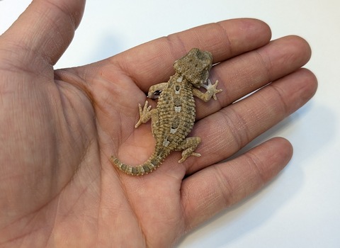 PXL_20250318_085346457~2