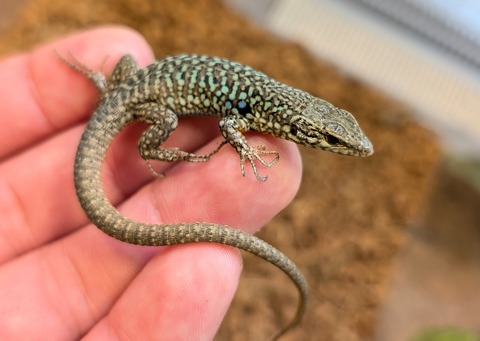 PXL_20250708_051811711~2