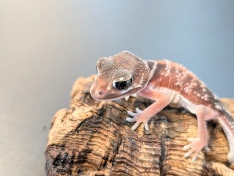 PXL_20250106_100626569~2