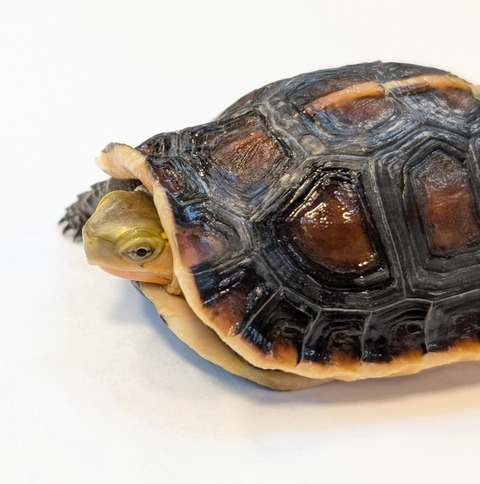 PXL_20250424_090713655~2