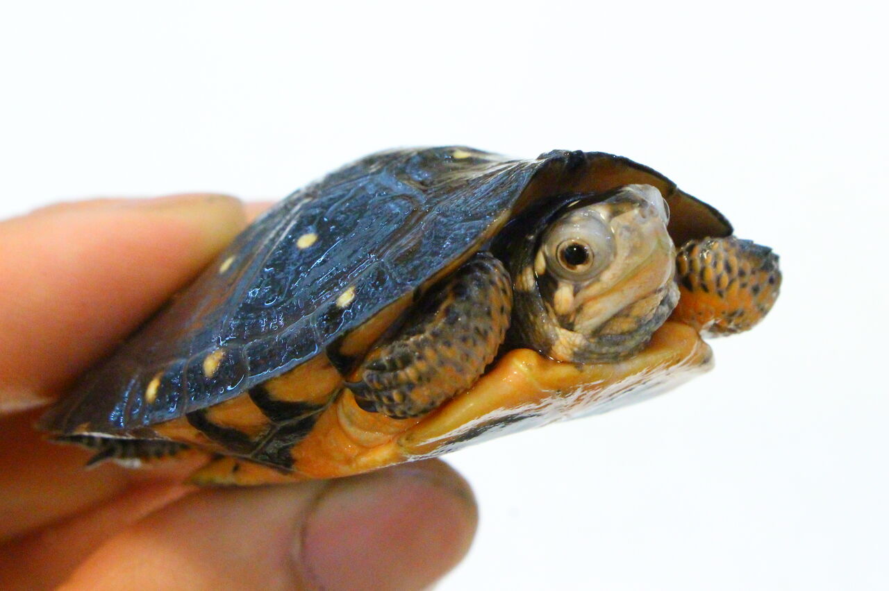 在庫紹介 ミズガメ 爬虫類クラブj 横須賀店ブログ