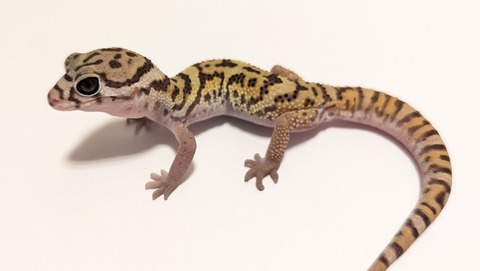 PXL_20250920_105256635~2