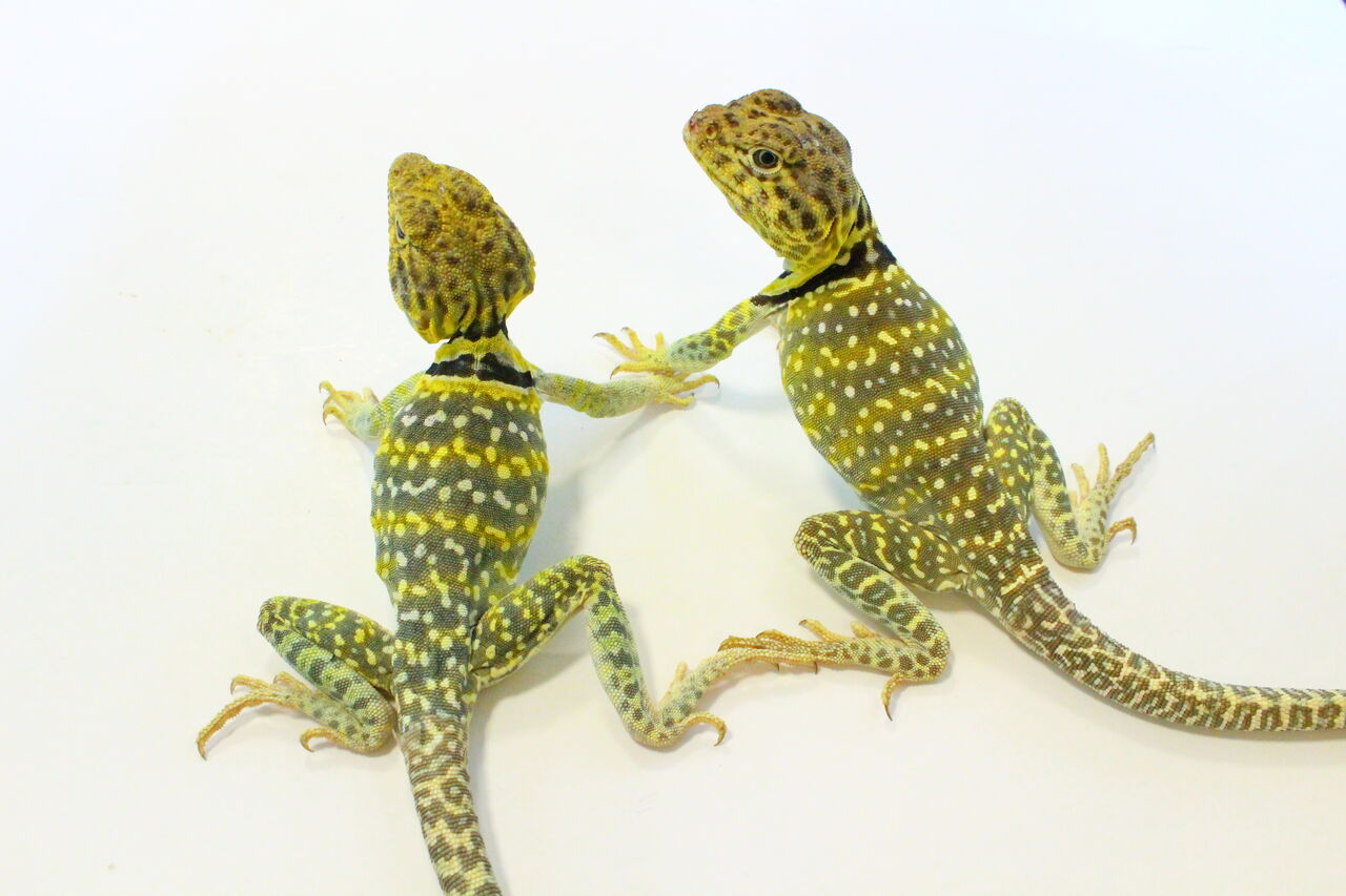 新入荷 テイラーカワリアガマ ブラック ホワイトテグー クビワトカゲ 爬虫類クラブj 横須賀店ブログ