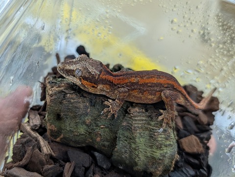 PXL_20250322_072431509~2