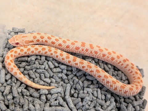 PXL_20241228_052453704