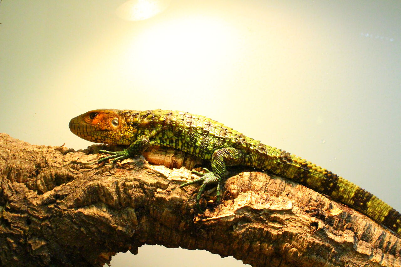 新入荷 カイマントカゲ テグーなど 爬虫類クラブj 横須賀店ブログ