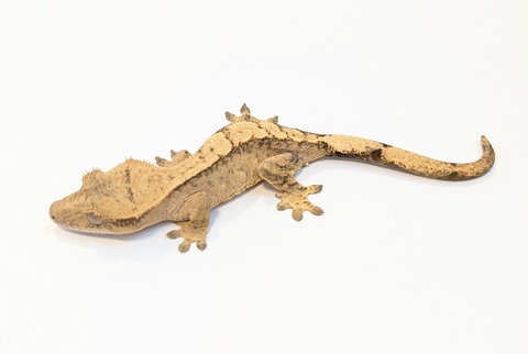 PXL_20250424_084121043~2