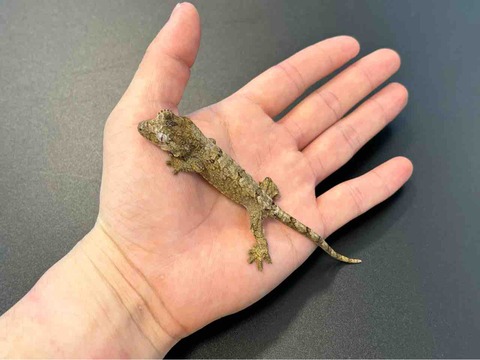 FullSizeRender
