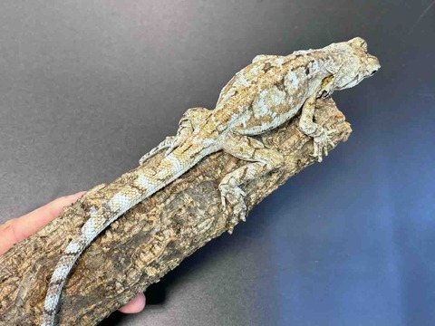 FullSizeRender