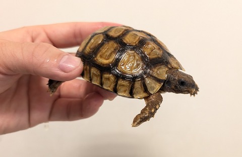 PXL_20260204_094317546~2