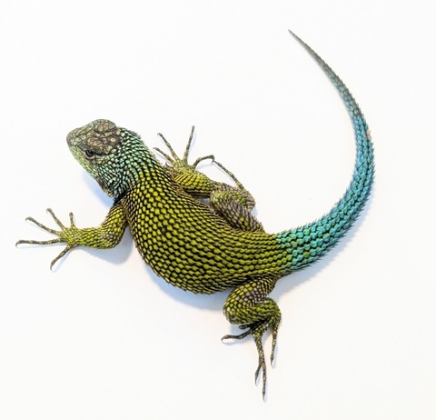 PXL_20250416_113244175~2