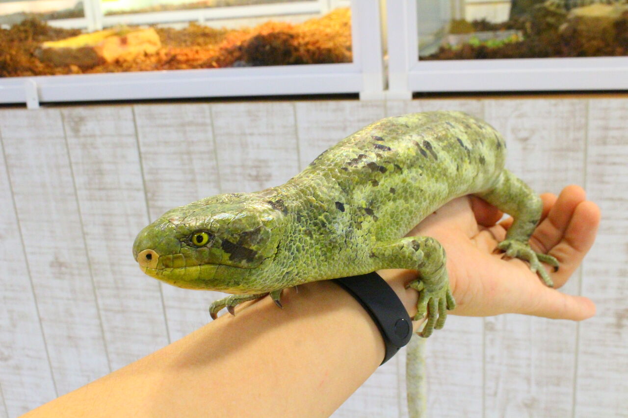 新入荷 オマキトカゲ ジャクソンカメレオン リクガメなどなど 爬虫類クラブj 横須賀店ブログ