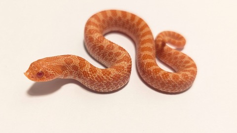 PXL_20250921_051708915~2