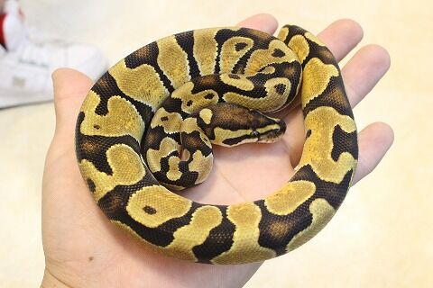 オススメ生体 ヘビ編 爬虫類クラブj 横須賀店ブログ