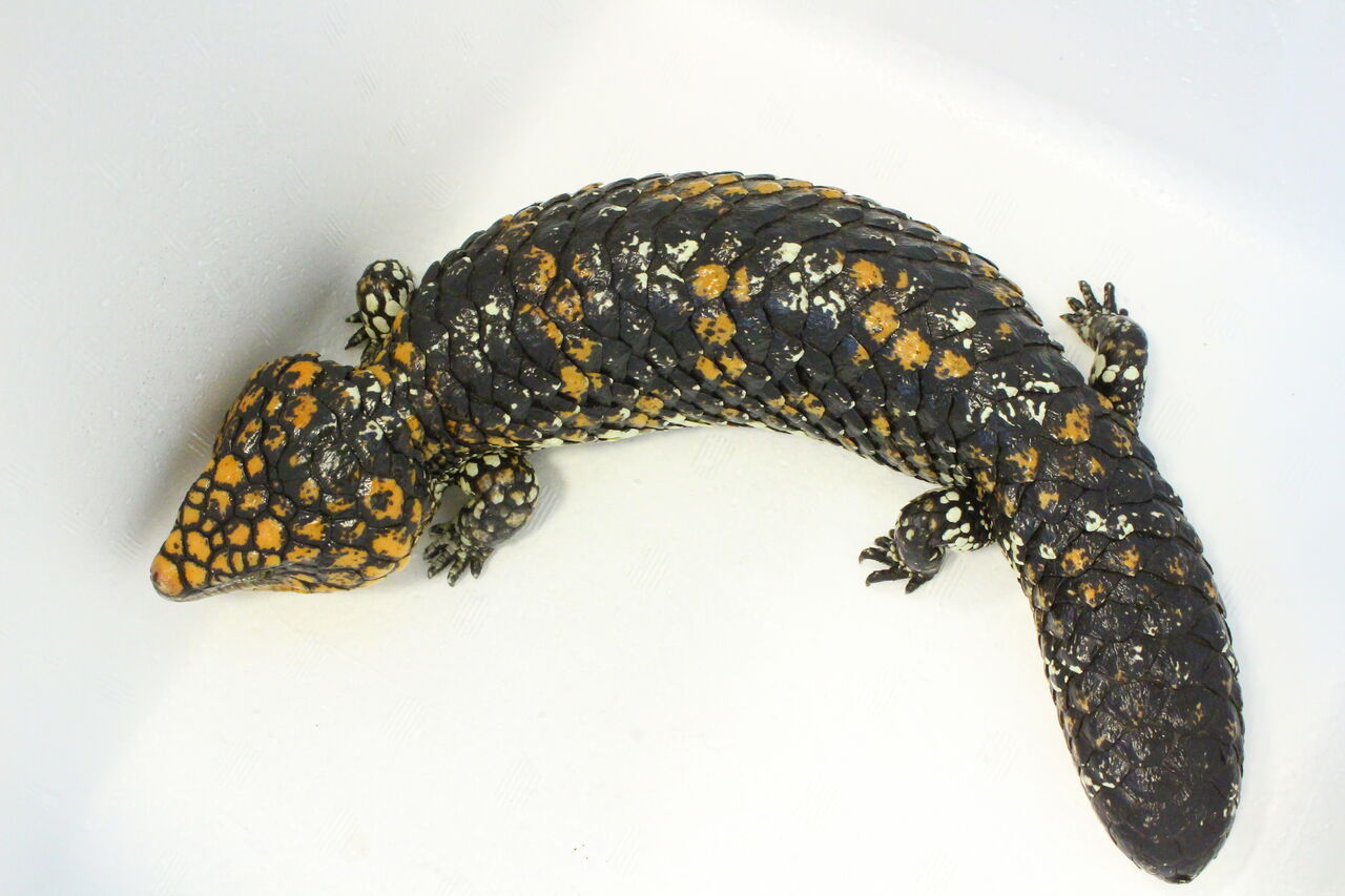 新入荷 マツカサトカゲ アオジタトカゲ 爬虫類クラブj 横須賀店ブログ 新入荷 マツカサトカゲ アオジタトカゲ 爬虫類クラブj 横須賀店ブログ