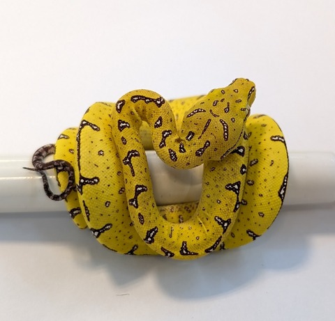 PXL_20251204_084045569~2