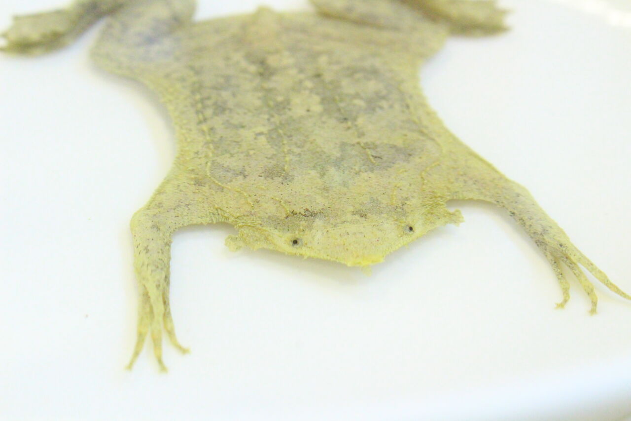 オススメ生体 サービスデー対象生体のご紹介 カエルpart2 爬虫類クラブj 横須賀店ブログ オススメ生体 サービスデー対象生体のご紹介 カエルpart2 爬虫類クラブj 横須賀店ブログ