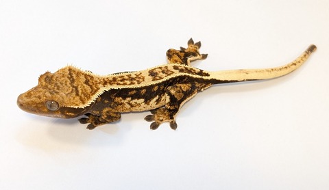 PXL_20250504_110929967~2