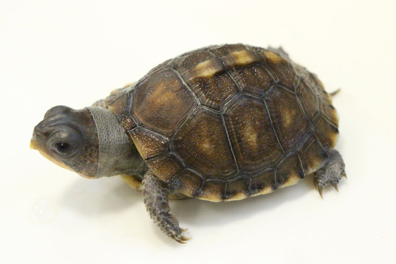 新入荷 在庫 トウブハコガメ スジクビヒメニオイガメなど 爬虫類クラブj 横須賀店ブログ 新入荷 在庫 トウブハコガメ スジクビヒメニオイガメなど 爬虫類クラブj 横須賀店ブログ