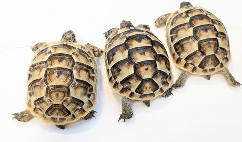 PXL_20250502_103633343~2