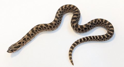 PXL_20251204_083307185~2