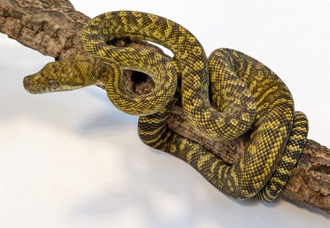 PXL_20251204_083851736~2