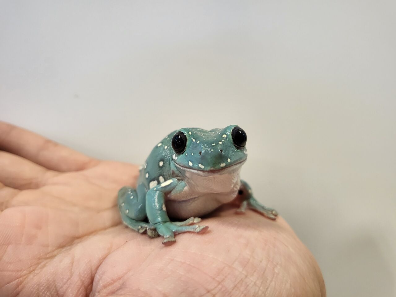 新入荷&店内在庫紹介】アカメアマガエル、ベトナムコケガエル