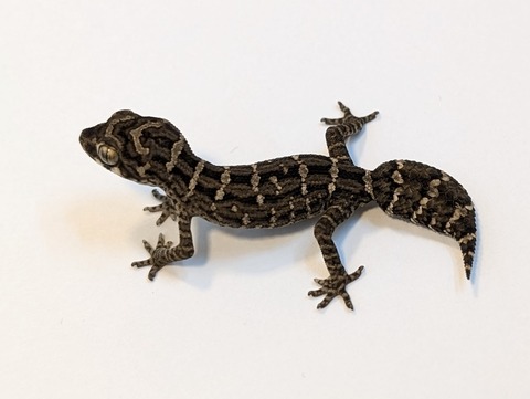 PXL_20250318_090440194~2