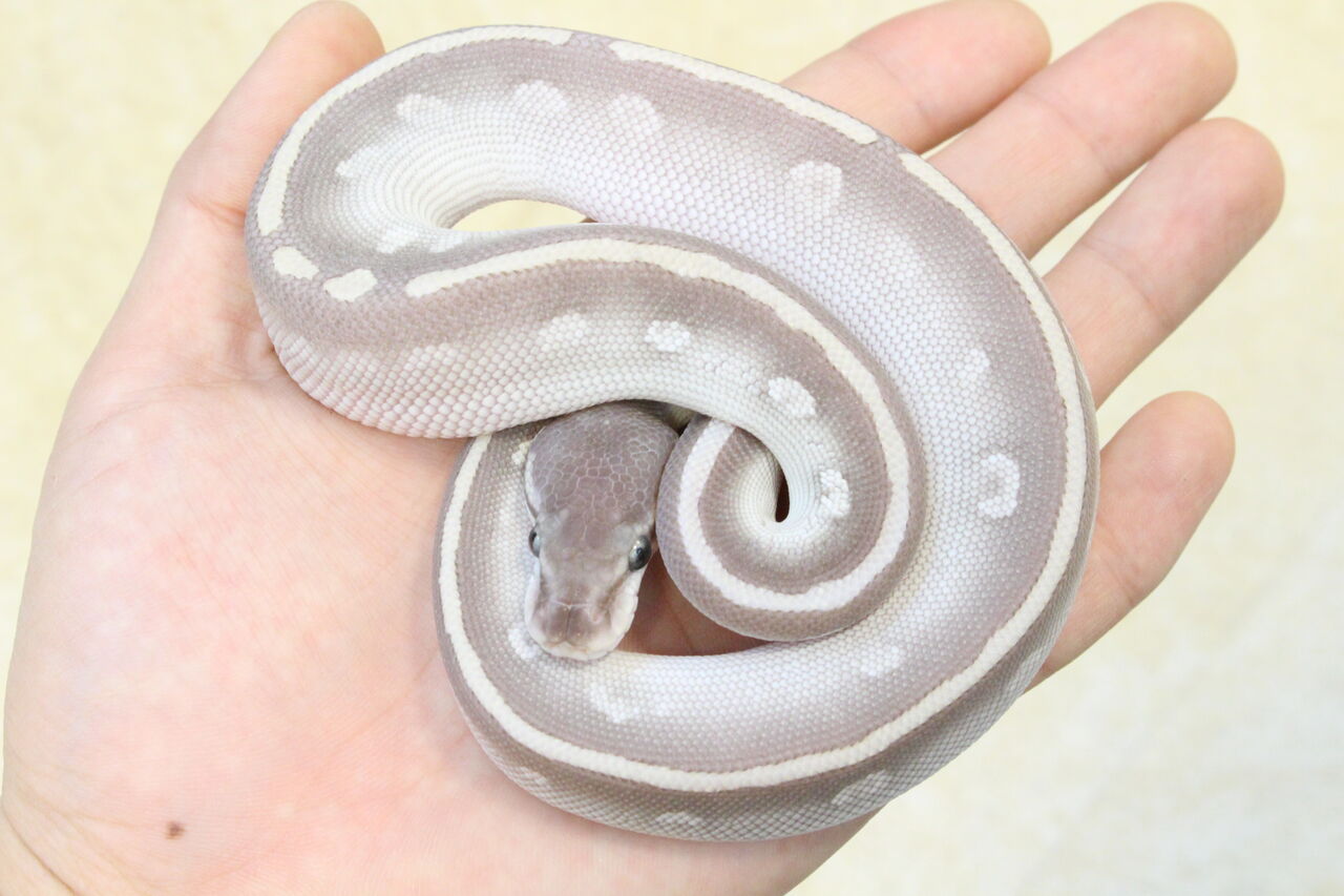 新入荷 ボールパイソンpart １ 爬虫類クラブj 横須賀店ブログ