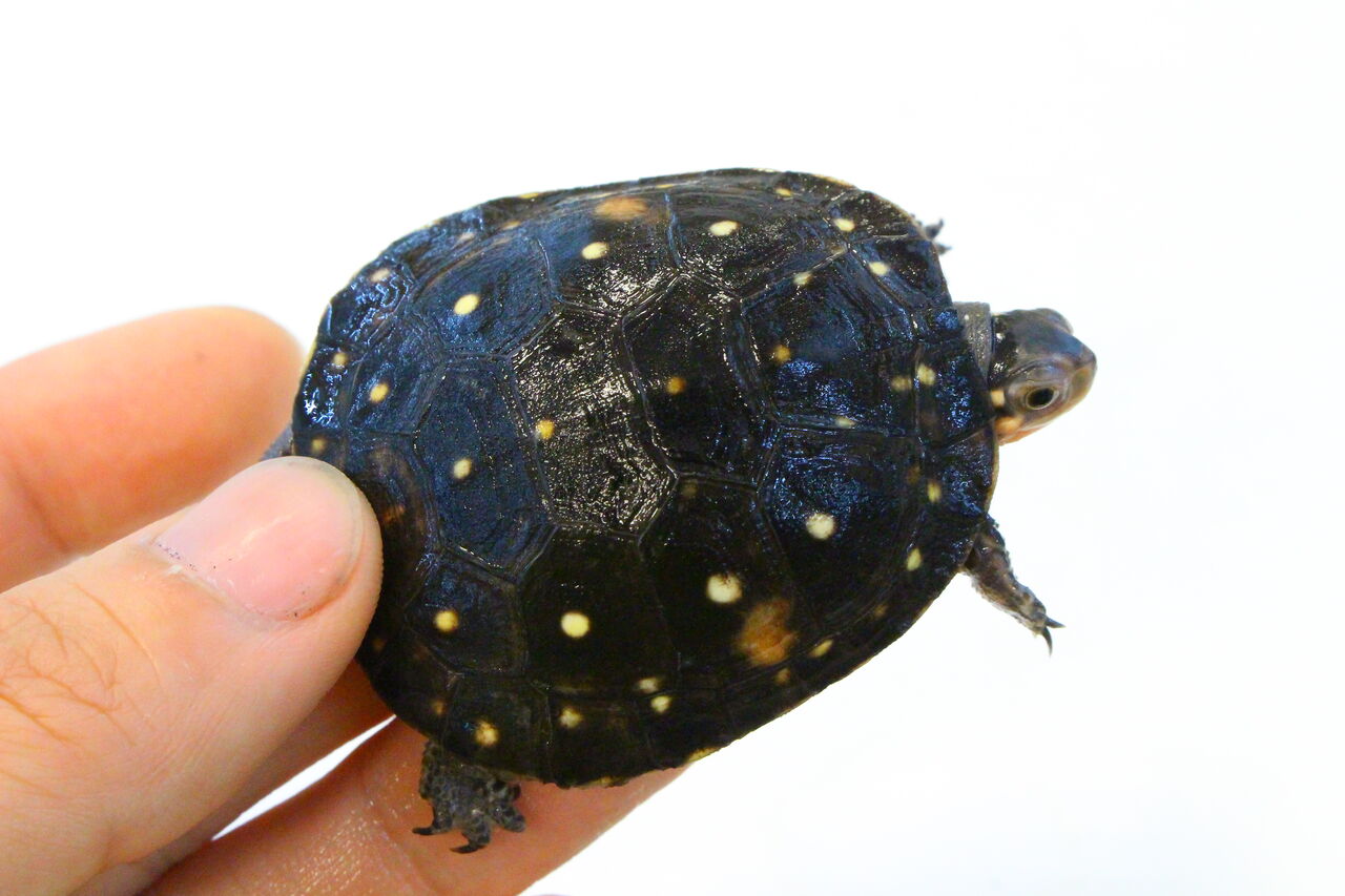在庫紹介 ミズガメ 爬虫類クラブj 横須賀店ブログ