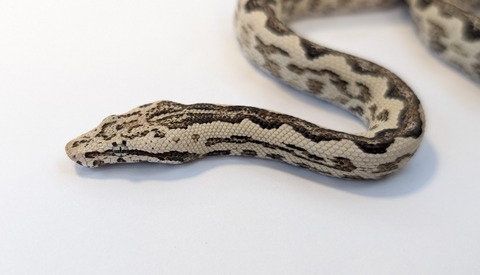 PXL_20251004_090828255~2